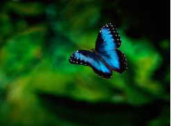 butterfly_in_flight